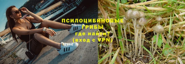 хмурый Аркадак